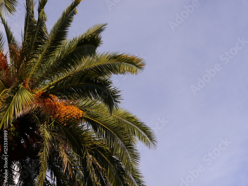 Palm tree bearing fruits with violet sky