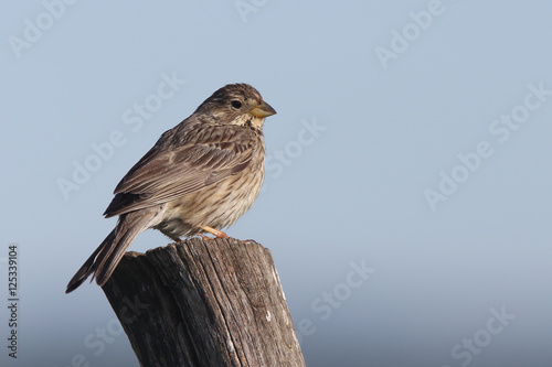 Corn Bunting (Miliaria calandra) perched on a post, Andalucia, Spain.