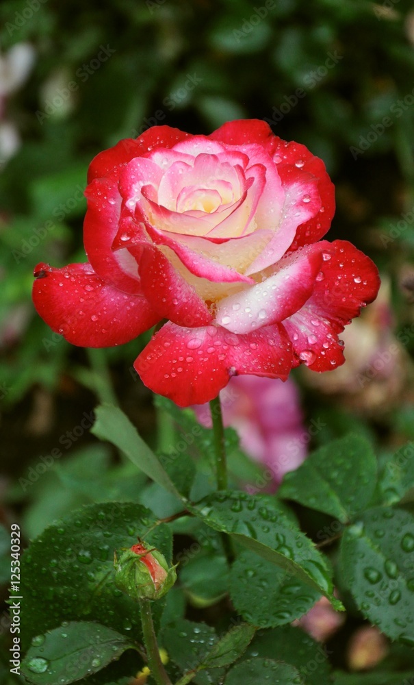 pink rose closeup pink rose closeup