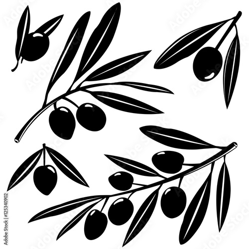 Olive tree branches with olive fruits. Vector illustration