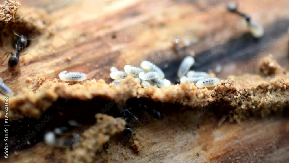Ants on wood carry their larvae away