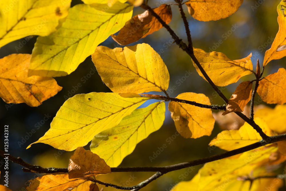 Colorful autumn beech leaves Colorful autumn beech leaves