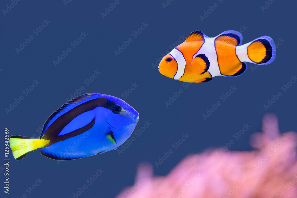 Palette surgeonfish and clown fish swimming together - obrazy, fototapety, plakaty 