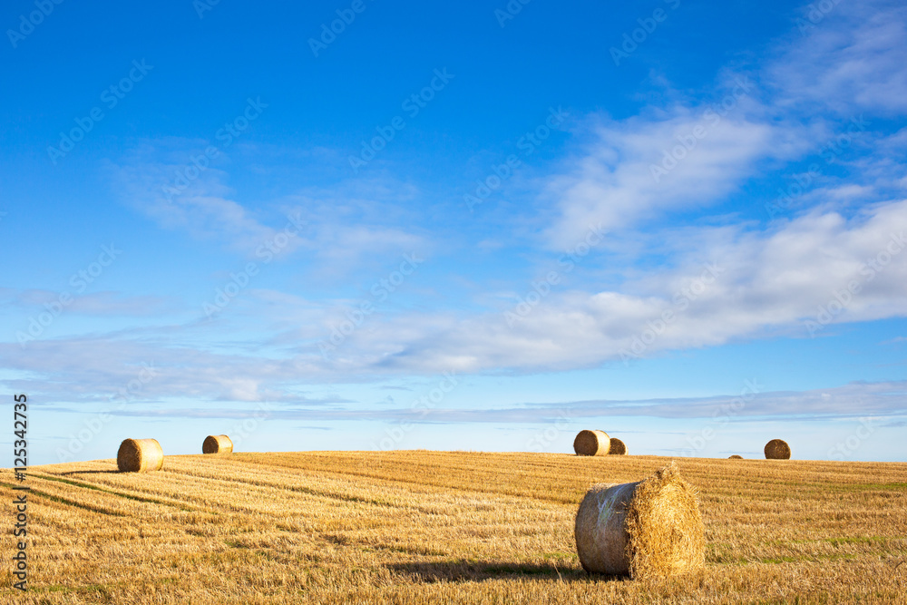 Fototapeta premium agricultural field and blue sky