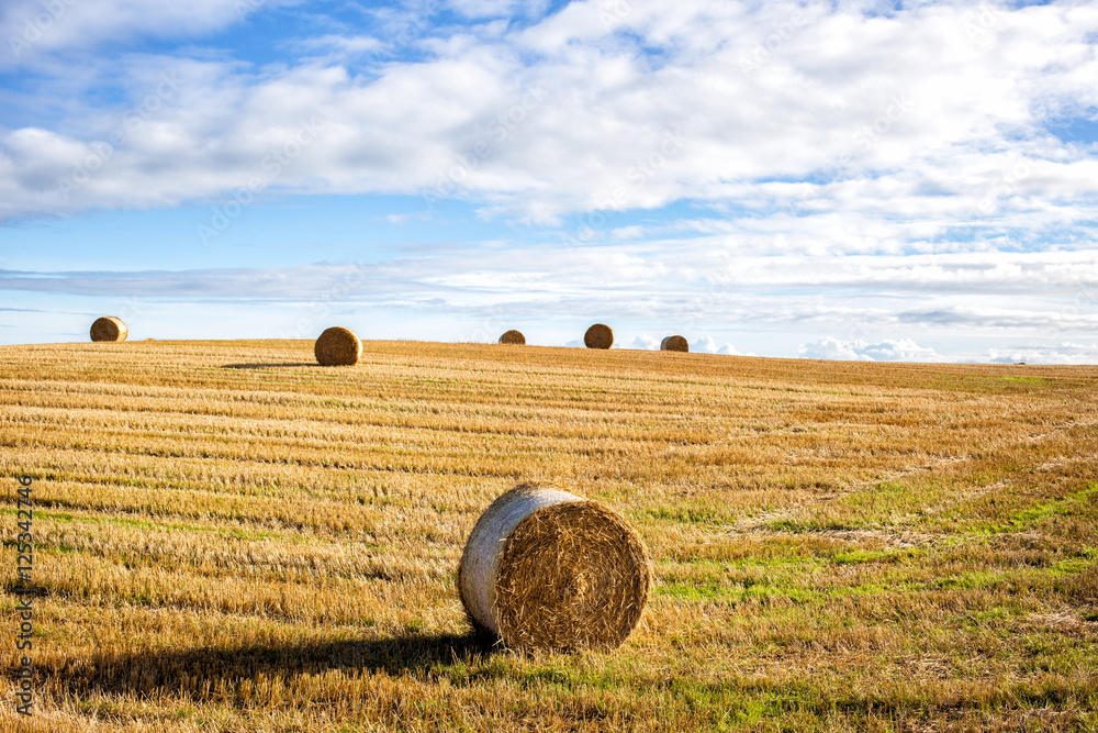 agricultural field and blue sky