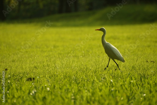 Bird on grass