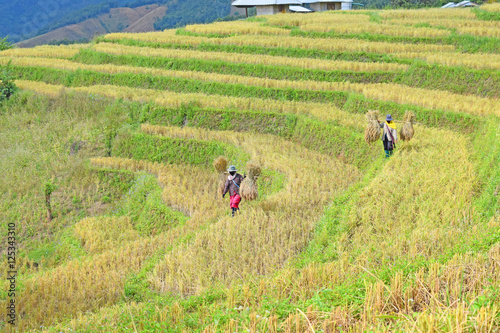 Terrace rice field in maejam Thailand,