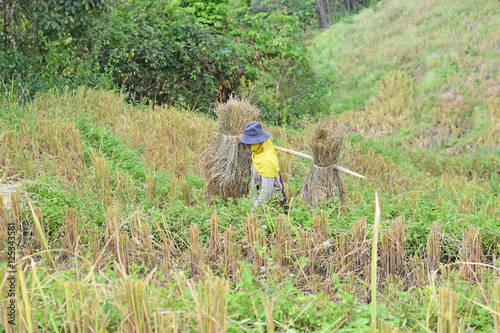 farmers harvesting rice in Thailand, Thai farmers work in rice field in harvest season 
