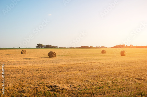 Yellow mown field. Clear sky at daytime. Feel the absolute freedom. Beauty of homeland.