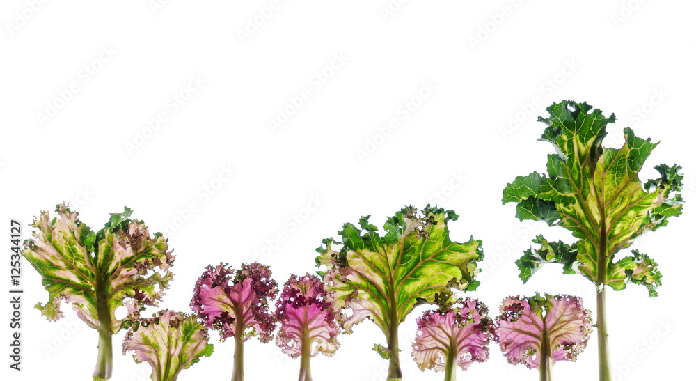 decorative cabbage leaves