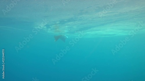 Wallpaper Mural Manta ray swims in blue water. 4k footage Torontodigital.ca