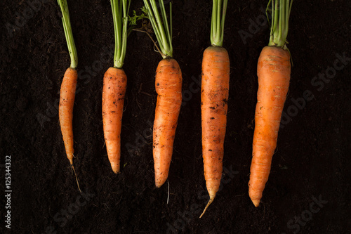 Horizontal photo of fresh carrots on dark soil background textur