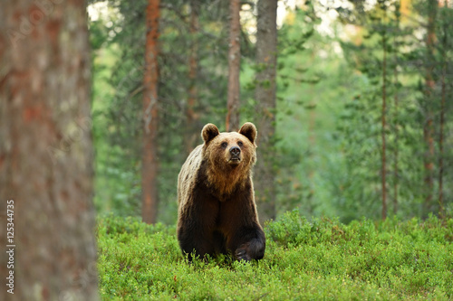 brown bear in forest landscape © Erik Mandre