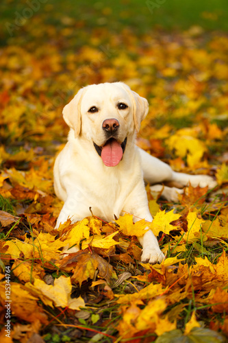 Fototapeta Naklejka Na Ścianę i Meble -  labrador retriever dog