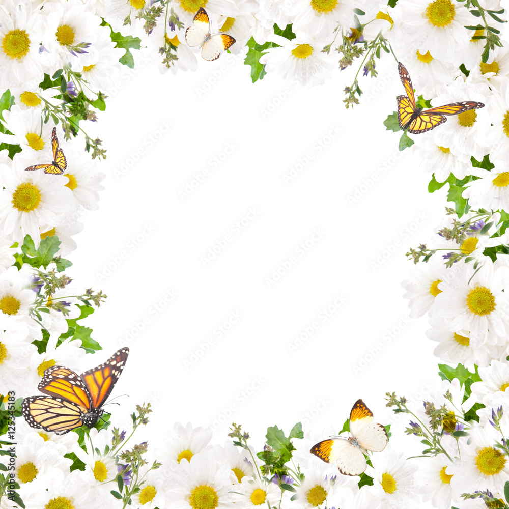 Beautiful daisies and butterfly, flower, floral background Beautiful daisies and butterfly, flower, floral background