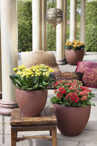 Kalanchoe plant in a pot