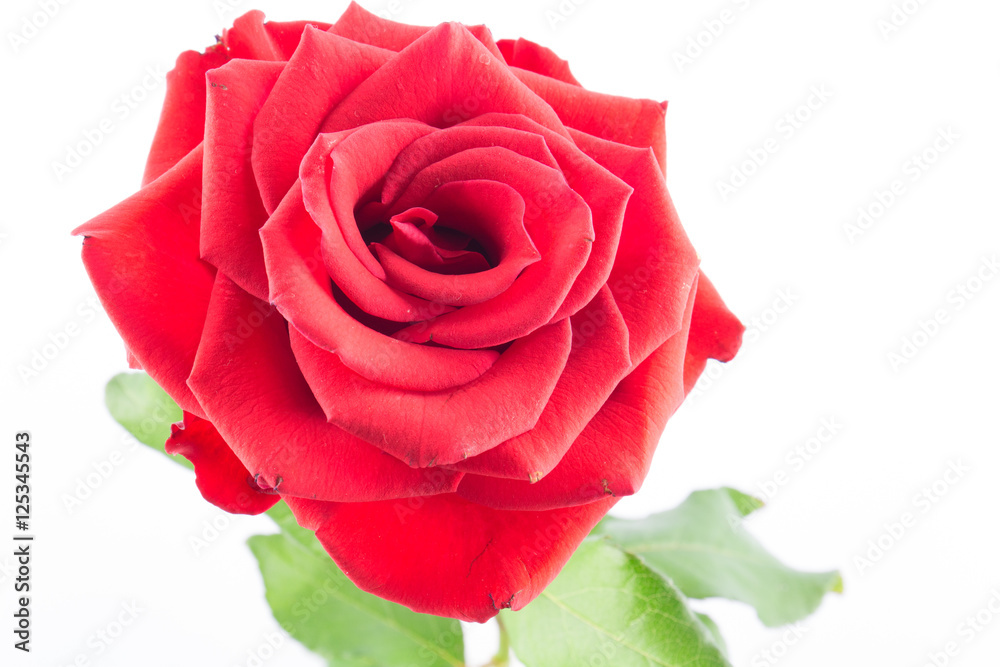 Fototapeta premium Red roses on a white background