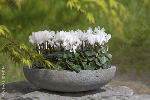 decorative arrangement of potted plants outdoor