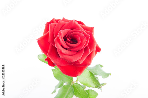 Red roses on a white background © Sapnocte