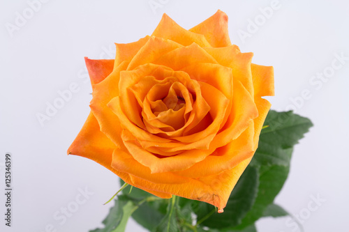 Yellow rose on a white background