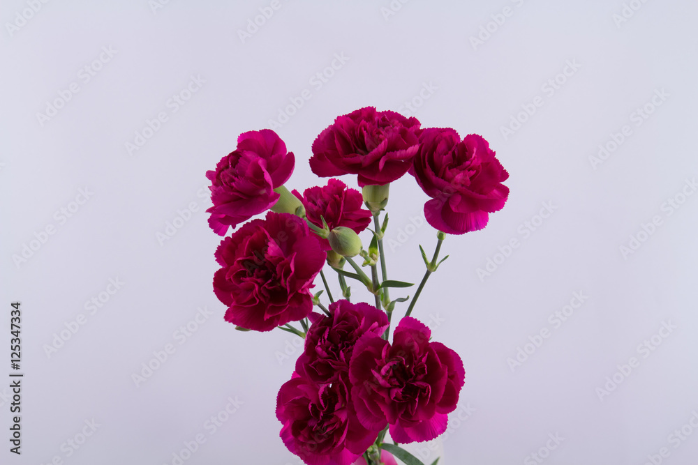 Red Carnation flowers on a white background Red Carnation flowers on a white background