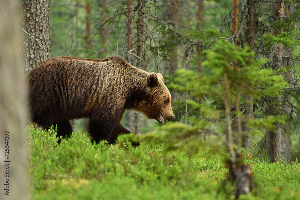 brown bear deep in the forest