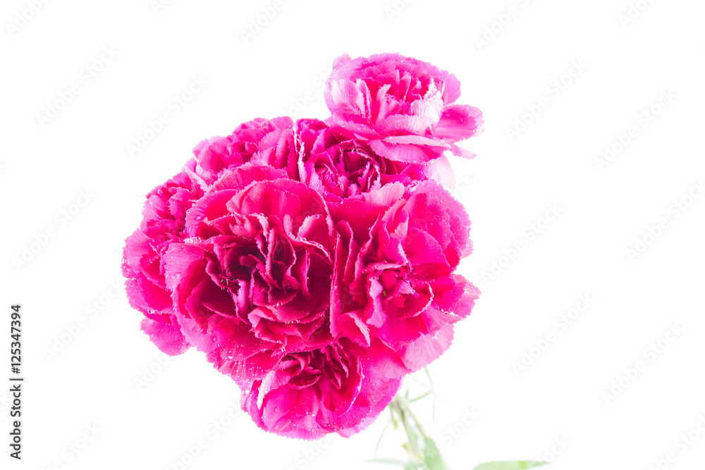 Red Carnation flowers on a white background Red Carnation flowers on a white background