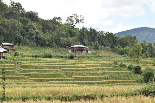 Terrace rice field in maejam Thailand,