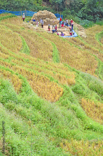 Terrace rice field in maejam Thailand,