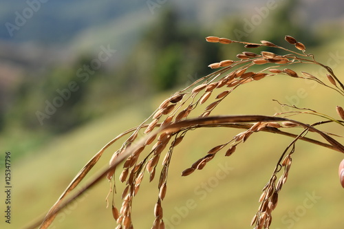 Terrace rice field in maejam Thailand,