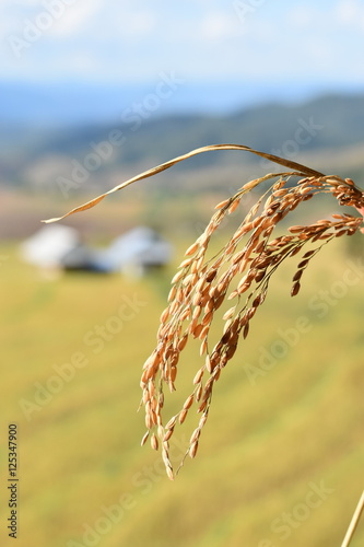 Terrace rice field in maejam Thailand,