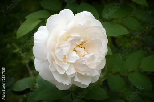 Delicate white rose
