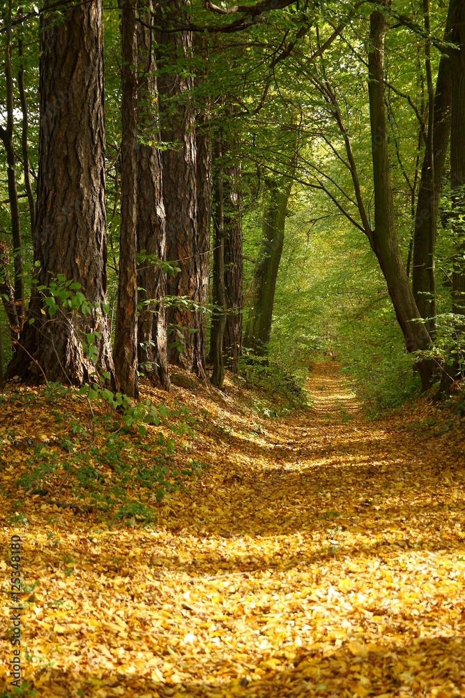 Fototapeta premium Ścieżka w parku