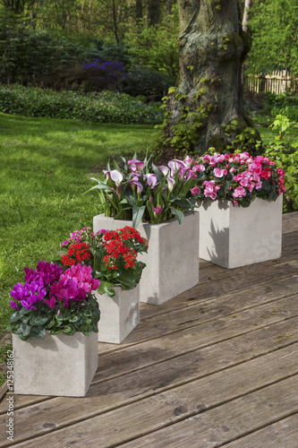 decorative arrangements of potted plants outdoor