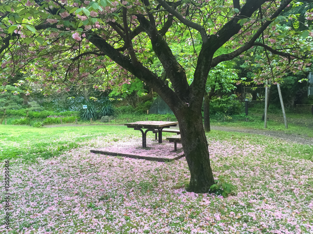 Sakura and bench Sakura and bench