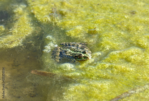 Canvas Print Frog is in the bright green pond scum.