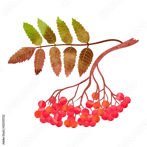 Watercolor rowan branch with berries isolated on white background. Vector illustration. 