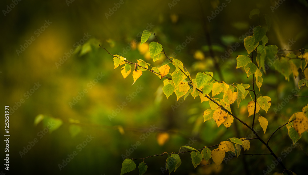 Yellow birch leaves on a blurry background Yellow birch leaves on a blurry background