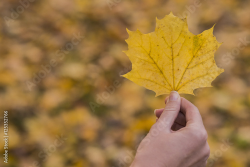 Maple leaf in a hand. Woman hand is holding yellow maple leaf 
