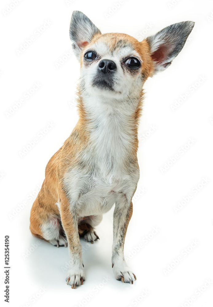 Cute dog sits and listens attentively. Dwarf Chihuahua dog on isolated background