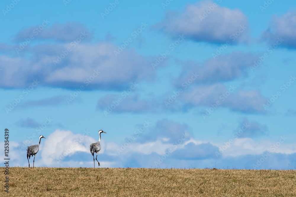 Fototapeta premium Cranes at Lake Hornborga during spring in Vastergotland, Sweden