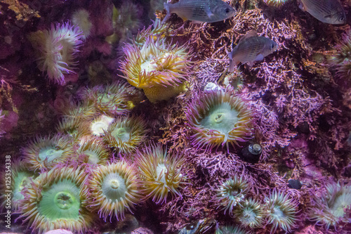 Purple Sea Anemones