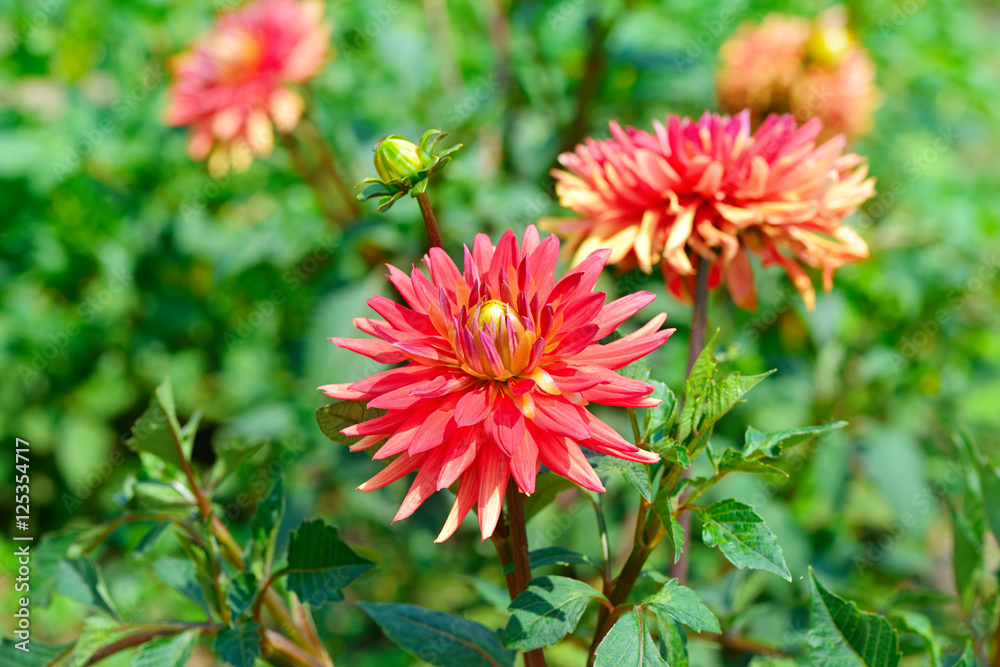 dahlia flowers against a background of a green bush dahlia flowers against a background of a green bush