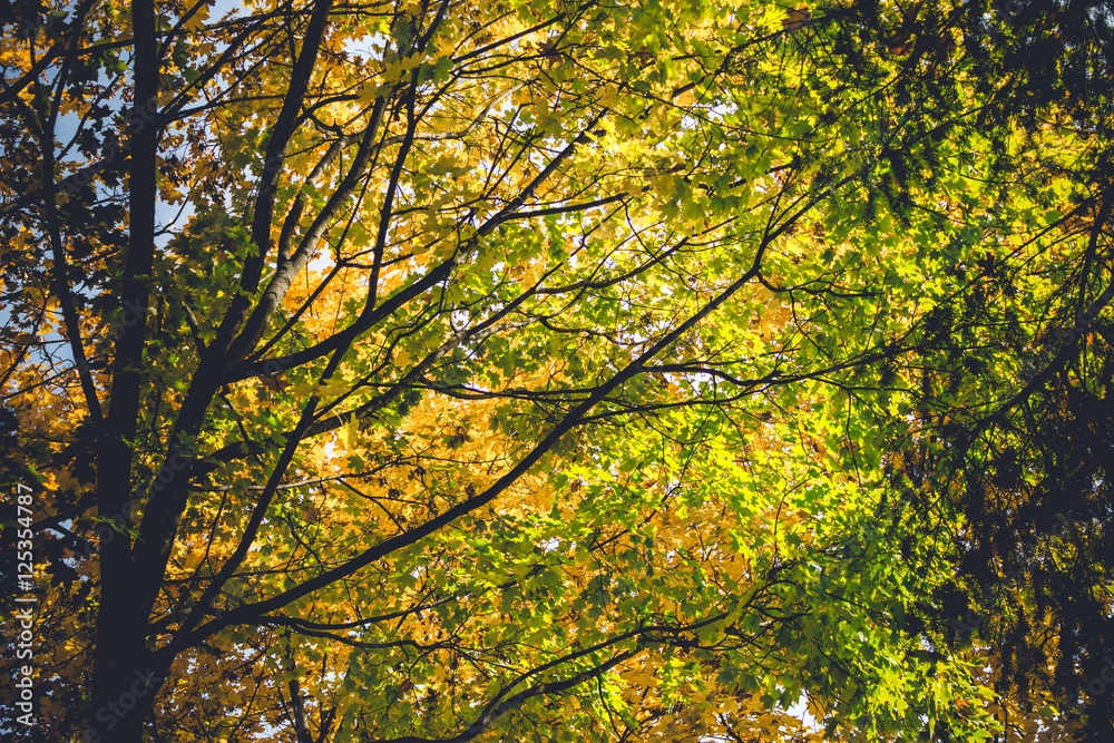 Dramatic sentimental and romantic autumn colors background Dramatic sentimental and romantic autumn colors background