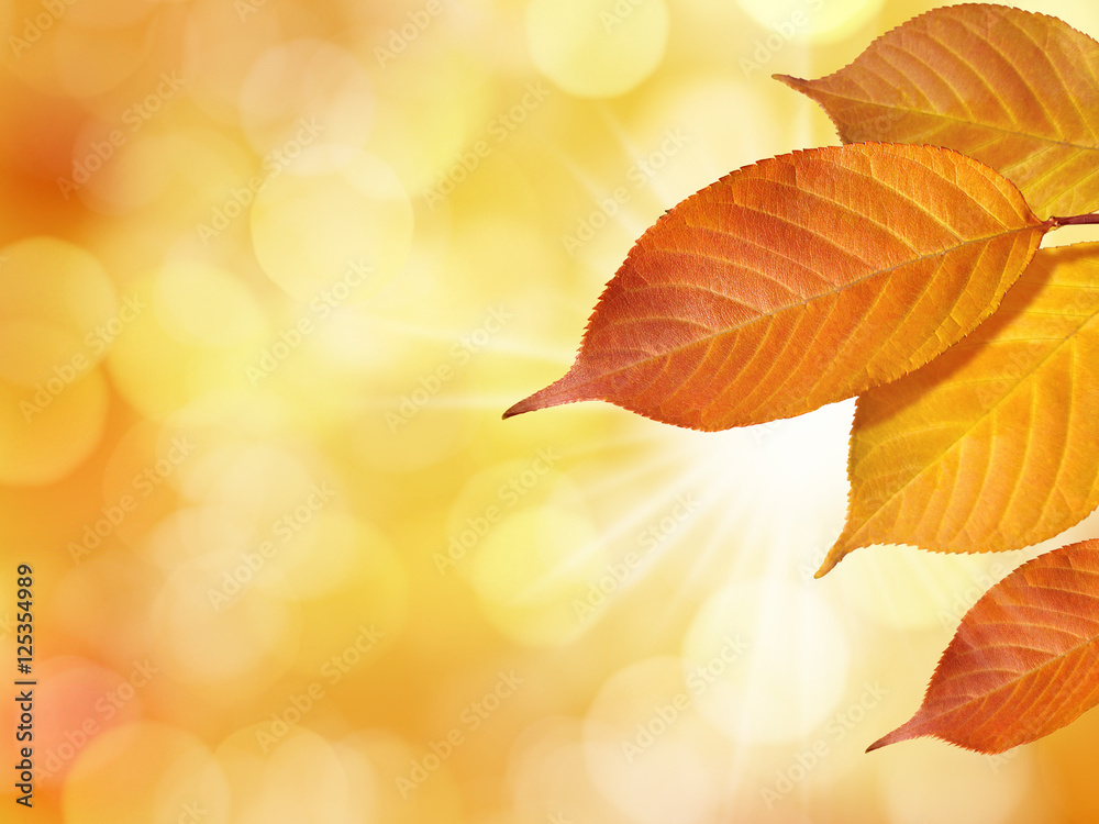 gelbe Blätter im Herbst auf leuchtendem Hintergrund mit Sonnenstrahlen