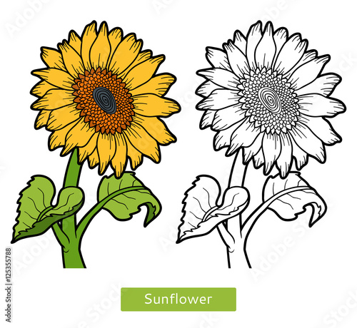 Coloring book, flower Sunflower