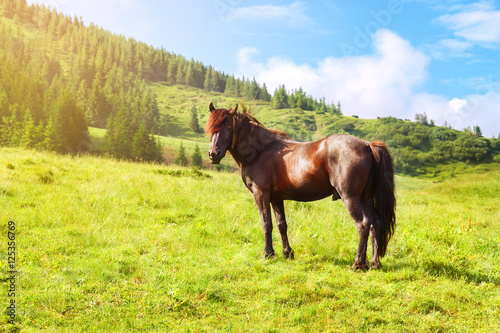 Horse grazing in pasture with sunshine