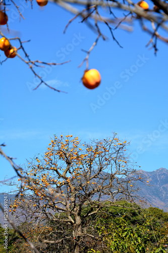 日本の山村の秋　-　八ヶ岳山麓の柿の木