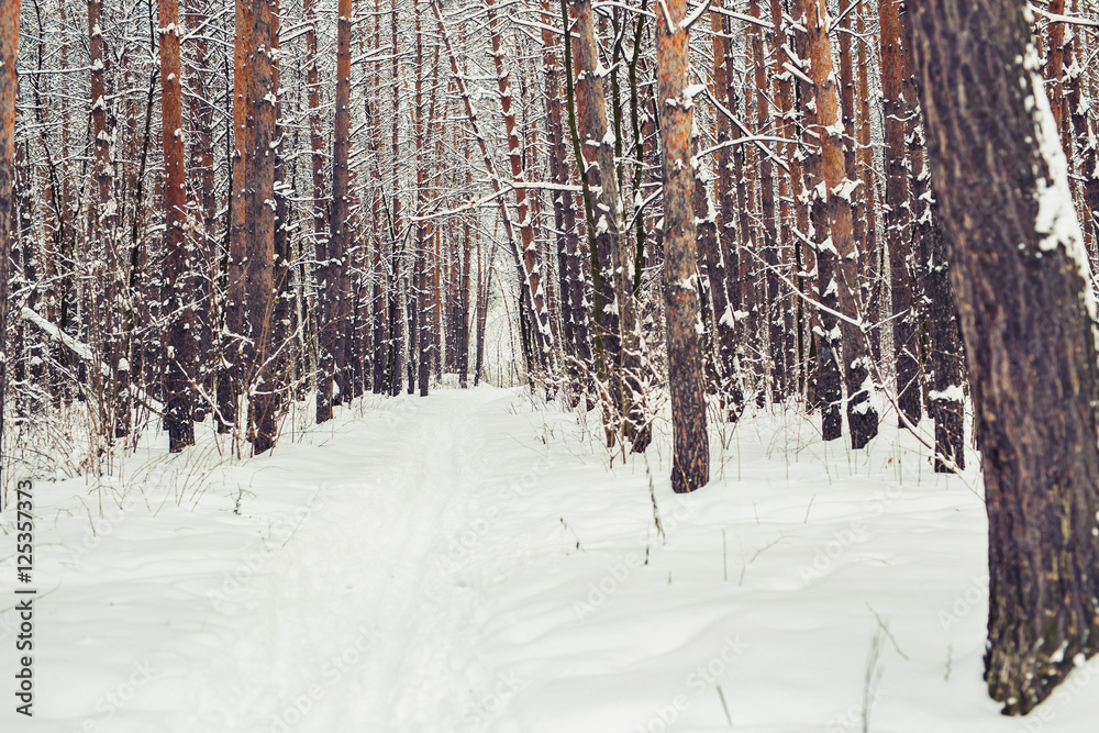 Fototapeta premium pine forest, winter