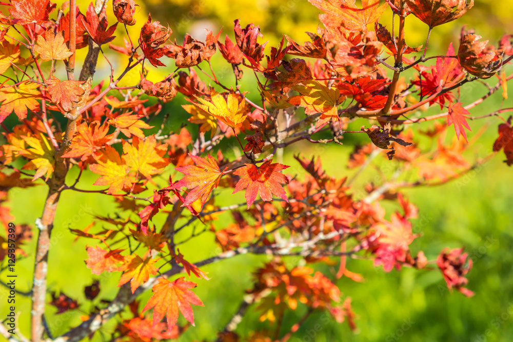 Autumn leaves Autumn leaves